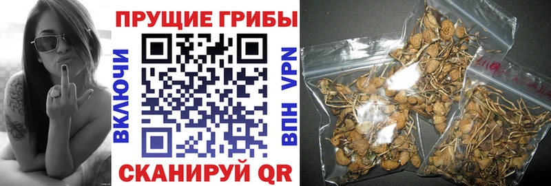 Псилоцибиновые грибы GOLDEN TEACHER  Козельск 